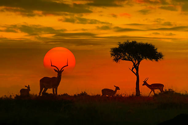 Uganda nature and landscape